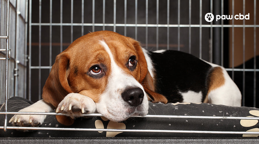 How to Crate Train a Dog With Separation Anxiety